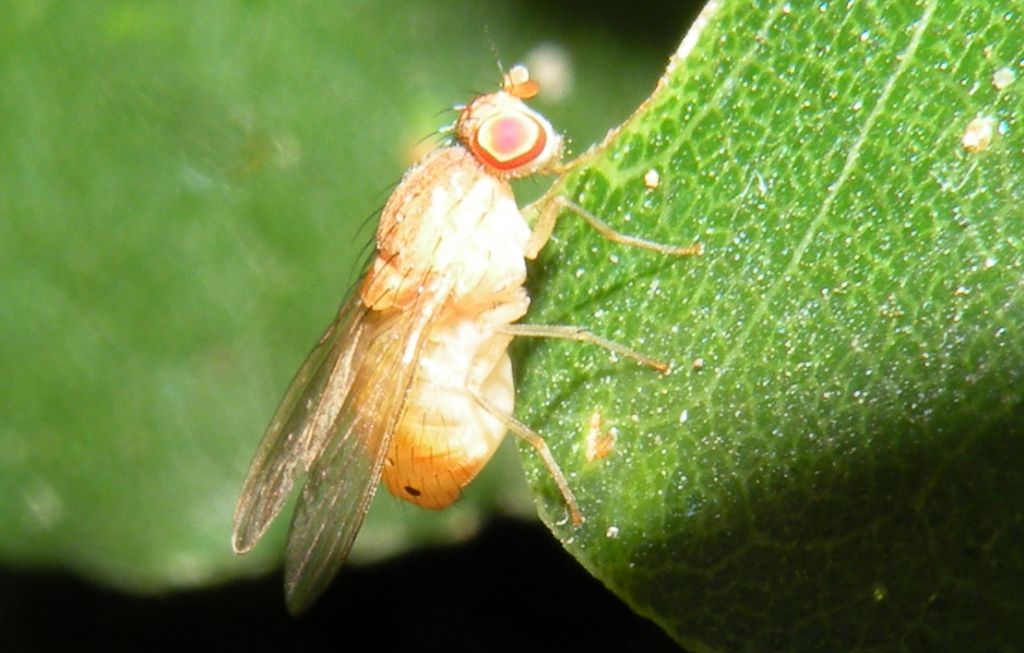 Lauxaniidae: Sapromyzosoma quadripunctata?